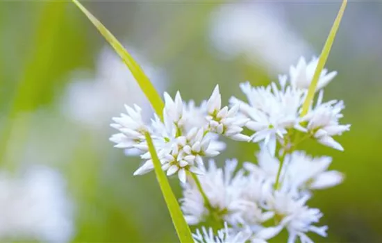 Schnee Marbel- Einpflanzen im Garten