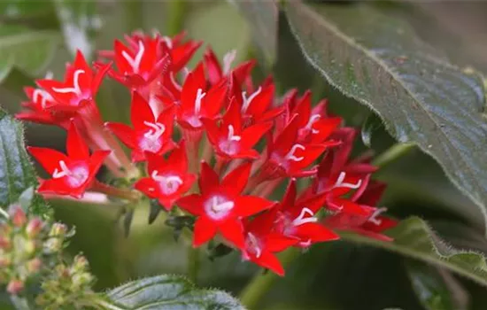 Stern von Ägypten - Einpflanzen im Garten