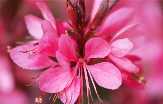 Prachtkerze - Einpflanzen im Garten