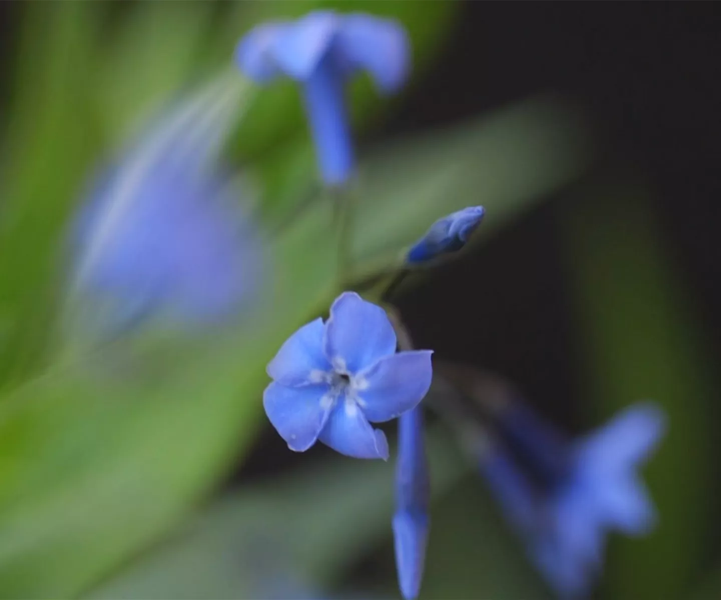 Texas Blaustern - Einpflanzen im Garten