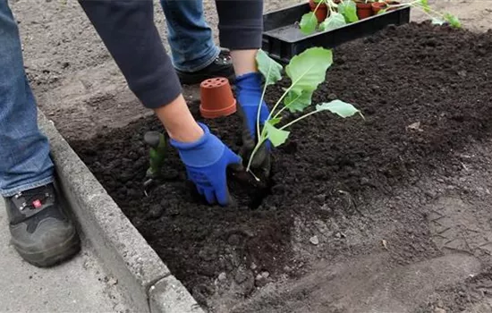 Kohlrabi - Einpflanzen im Gemüsebeet