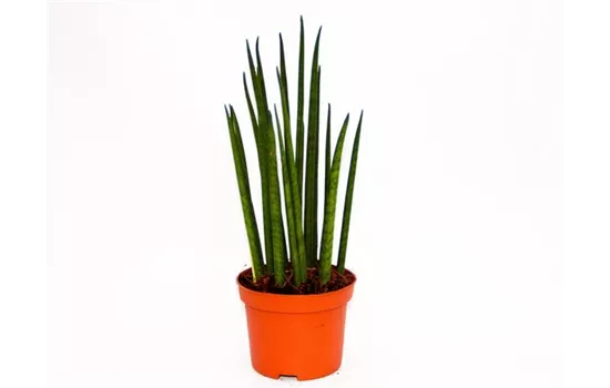 Sansevieria cylindrica