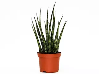 Sansevieria cylindrica 'Fernwood Mikado'