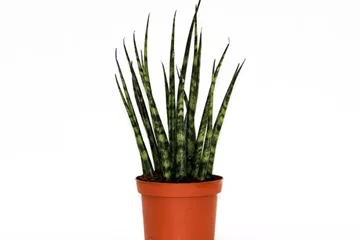 Sansevieria cylindrica 'Fernwood Mikado'