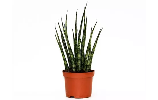 Sansevieria cylindrica 'Fernwood Mikado'