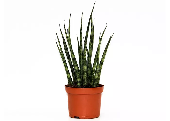 Sansevieria cylindrica 'Fernwood Mikado'