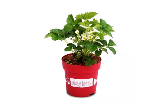 4-Monatserdbeere 'Lucky Berry'®