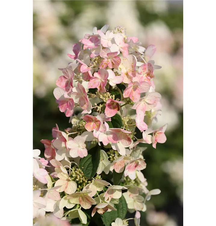 Hydrangea paniculata 'Magical Candle'®