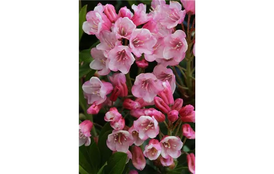 Rhododendron micranthum 'Bloombux'® magenta