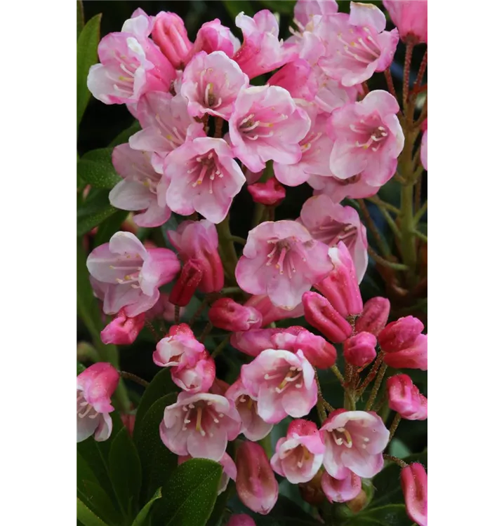 Rhododendron 'Bloombux® Magenta'