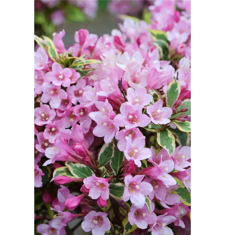 Weigela florida 'Magical Rainbow'®