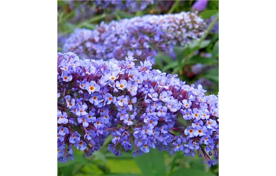 Buddleja davidii 'Summer Lounge'® 'Blue Sarah' (S)