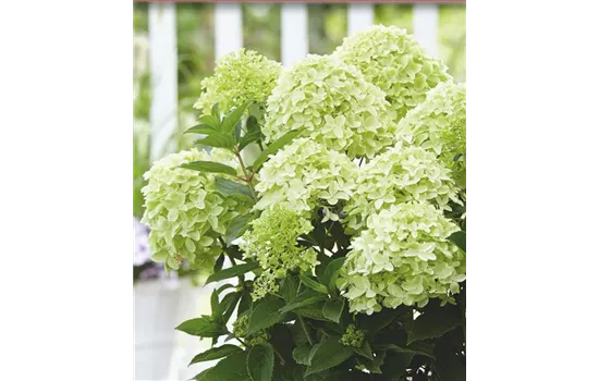 Rispenhortensie 'Whitelight'®