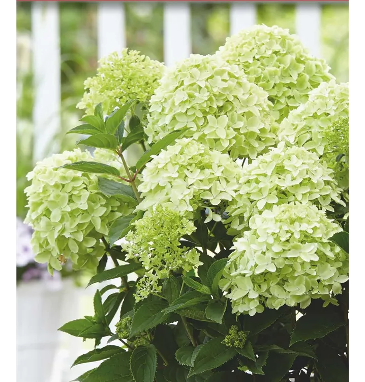 Hydrangea paniculata 'Whitelight'®