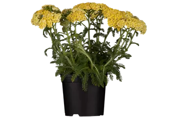 Achillea tomentosa