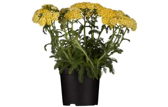 Achillea tomentosa