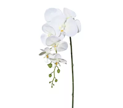 Phalenopsis 86cm creme