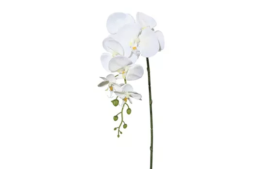 Phalenopsis 86cm creme