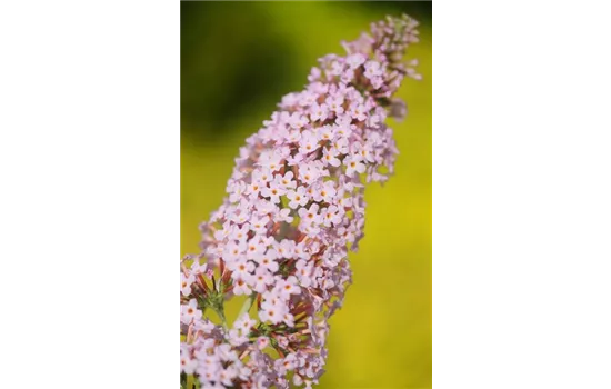 Sommerflieder 'Pink Panther'