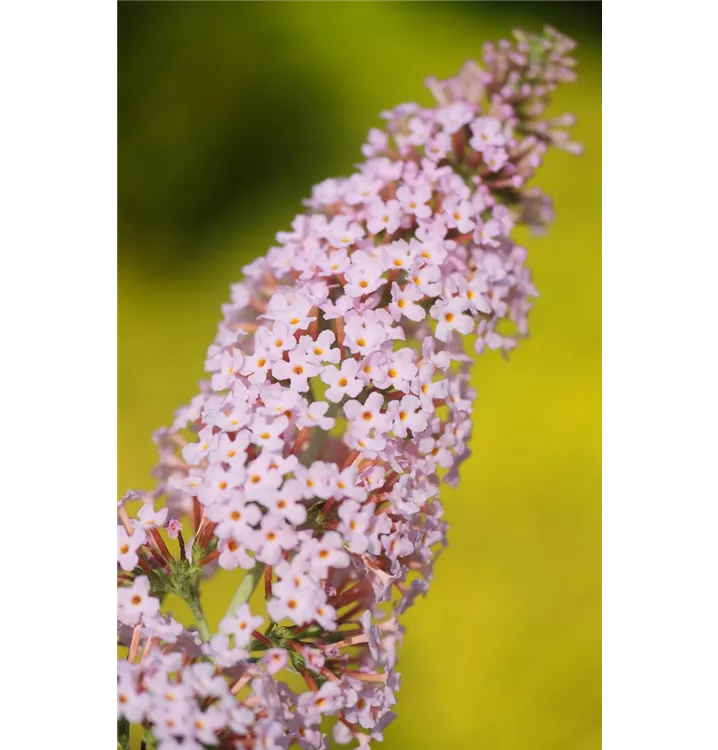 Buddleja davidii 'Pink Panther'