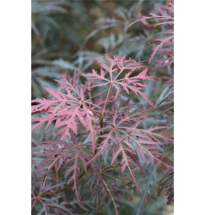 Acer palmatum 'Dissectum Inaba-shidare'