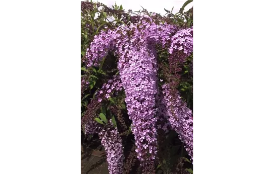 Sommerflieder 'Wisteria Lane'