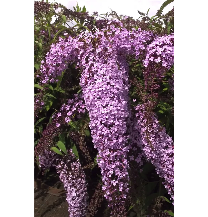 Buddleja davidii 'Wisteria Lane'®