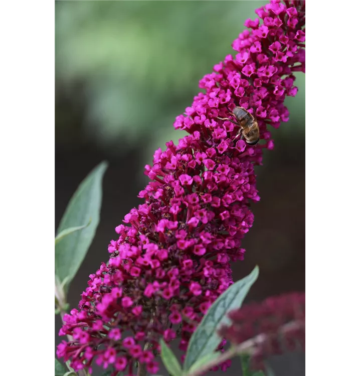 Buddleja davidii 'Buzz Wine' (S)