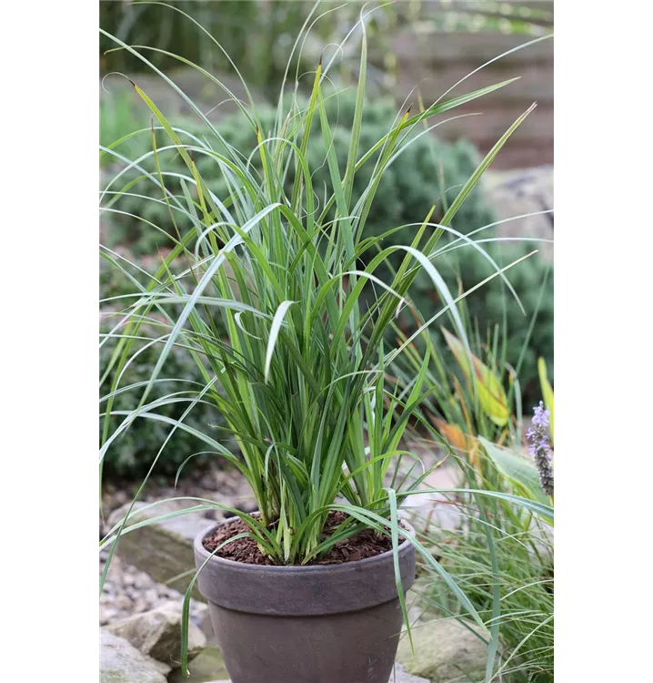 Carex grayi 'Saladin'