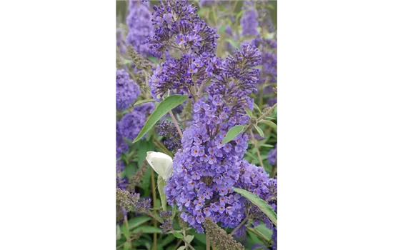 Sommerflieder 'Ellens Blue'