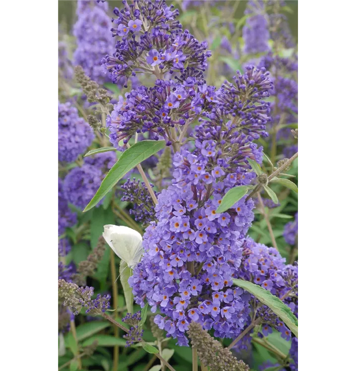 Buddleja davidii 'Ellen's Blue'