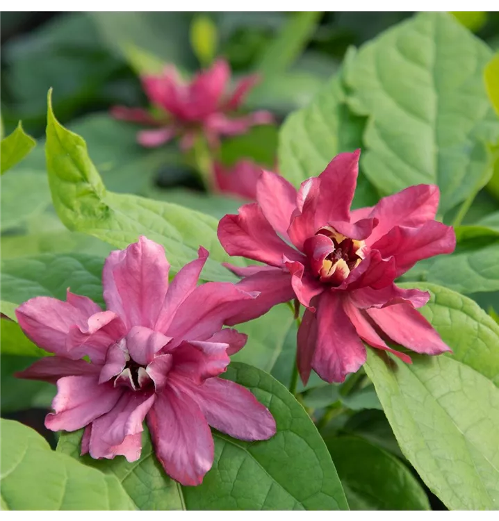 Calycanthus x raulstonii 'Hartlage Wine'