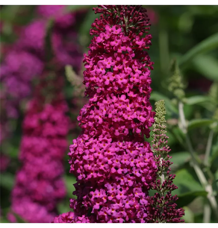 Buddleja davidii 'Miss Molly'