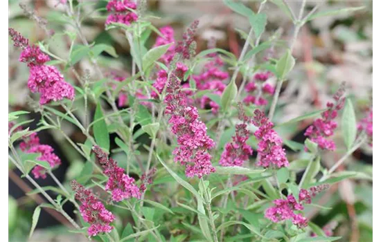 Schmetterlingsflieder 'Miss Molly'