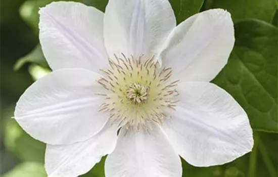 Clematis 'Apollonia'