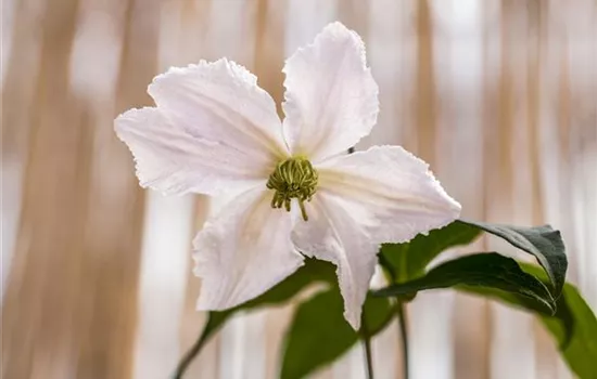 Clematis 'John Paul II'