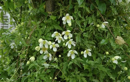 Clematis montana 'Grandiflora'