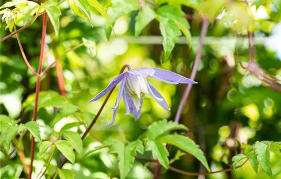 Clematis alpina