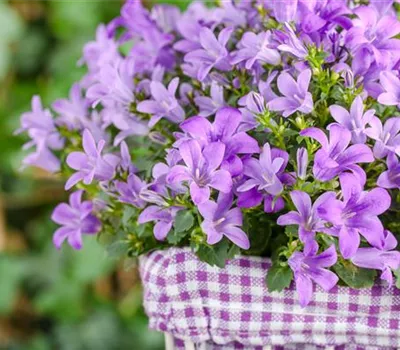 Campanula poscharskyana