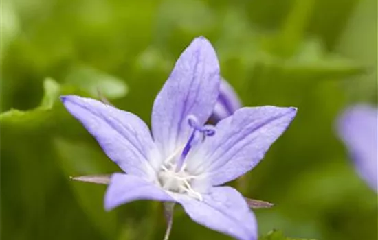 Campanula poscharskyana 'Stella'