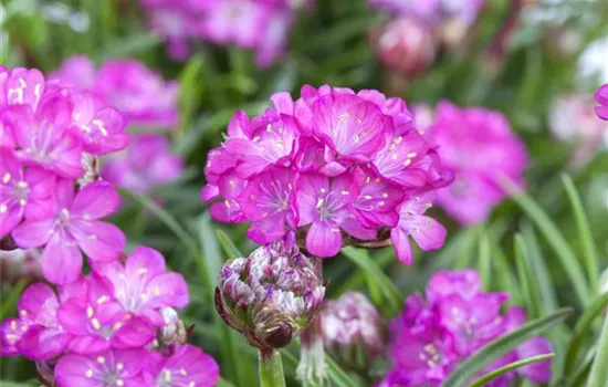 Armeria maritima 'Splendens'