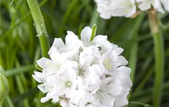 Armeria maritima, weiß