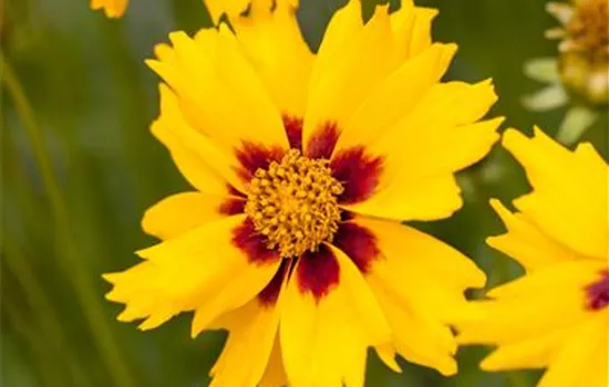 Coreopsis lanceolata 'Sterntaler'