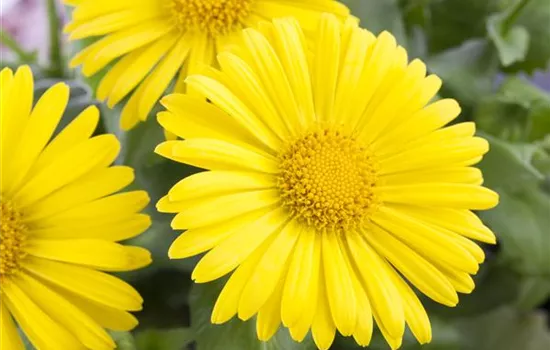 Doronicum orientale 'Leonardo Compact'