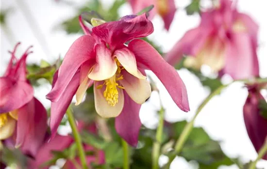 Aquilegia caerulea 'Crimson Star'