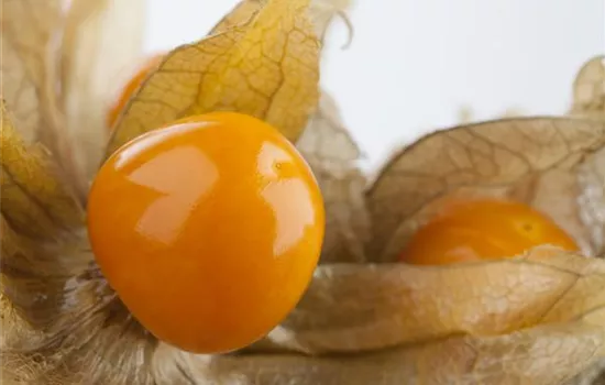 Physalis peruviana 'Goldvital'