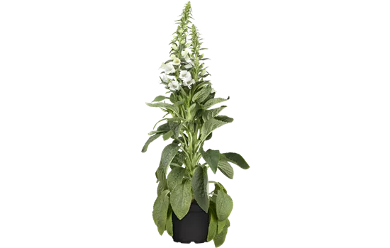 Digitalis purpurea 'Alba'