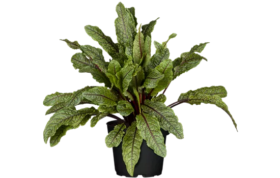 Rumex acetosa