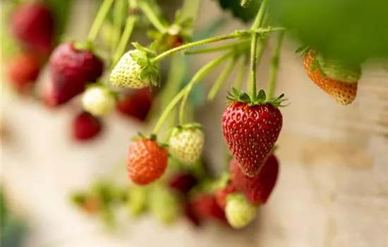 Fragaria x ananassa 'Elan'