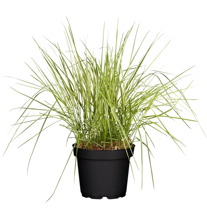 Gestreiftes Reitgras 'Overdam'